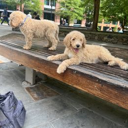 Poodle Puppies from The Breedery