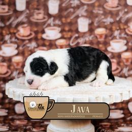 Java - Black and white female Sheepadoodle puppy in Cleveland, Tennessee from Narrow Path Old English & Sheepadoodles