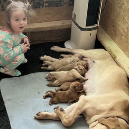 Labrador Retrievers from Cris's Kennel's