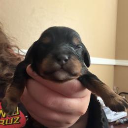 Hermes - Tri-color male Cavapoo puppy in Auburn, California from Gold Country Doodles