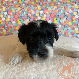 Miniature Schnauzer Puppies from JC Parti Schnauzers