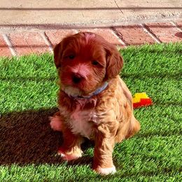 Australian Labradoodle Puppies from Serenity Springs Labradoodles