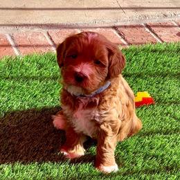 Australian Labradoodle Puppies from Serenity Springs Labradoodles