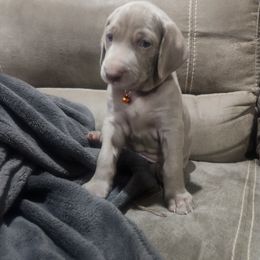 Orange Collar - Silver gray Weimaraner puppy in Mount Cory, Ohio from Dustin's Weimeraners