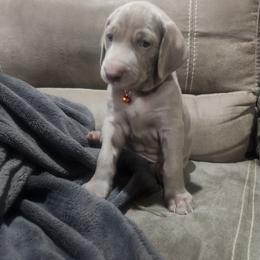 Orange Collar - Silver gray Weimaraner puppy in Mount Cory, Ohio from Dustin's Weimeraners