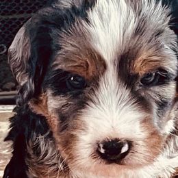 Bernedoodle Puppies from Black Barn Bernedoodles