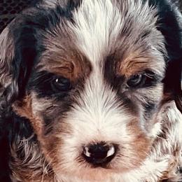 Bernedoodle Puppies from Black Barn Bernedoodles