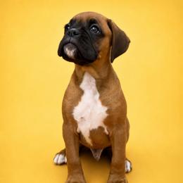 Yellow - Fawn male Boxer puppy in Okaloosa County, Florida from Archangel Boxers
