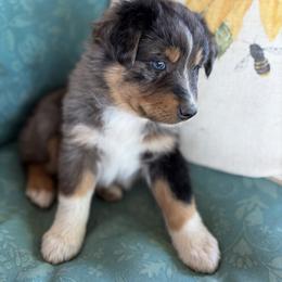 Joelene - Blue merle female Australian Shepherd puppy in Roff, Oklahoma from Circle J Aussies