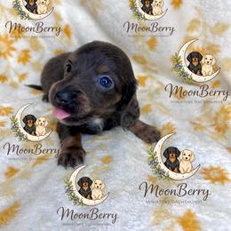 Ivy Blue-Tan - Blue and tan female Dachshund puppy in Tecumseh, Oklahoma from MoonBerry Miniature Dachshunds