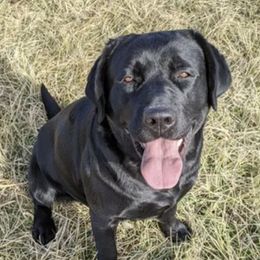 Harbor - Labrador Retriever