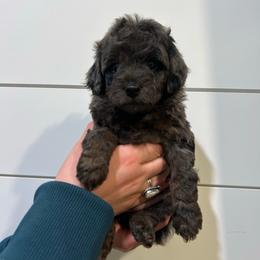 Rebel Wilson - Blue merle female Aussiedoodle puppy in Payson, Utah from Country Sky Doodles