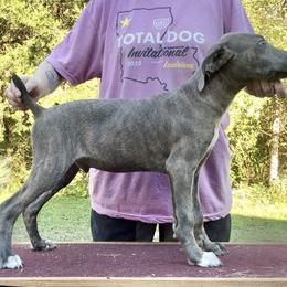 Yellow Collar M - Blue male Mountain Cur puppy in Georgetown, Ohio from Walnut Ridge Mountain Curs