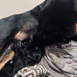Rottweiler Puppies from Vom Arnold-Hause Rottweilers