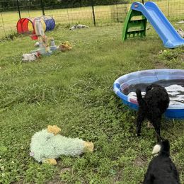 Portuguese Water Dogs from WiccaBay