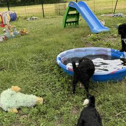 Portuguese Water Dogs from WiccaBay
