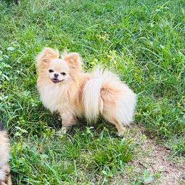 Ritz - Chihuahua