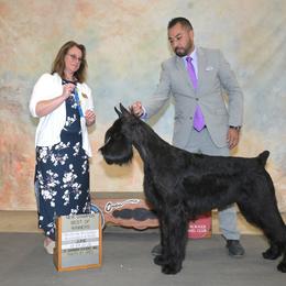 Giant Schnauzer and Miniature Schnauzer All Grown Up from Kalidor Kennels