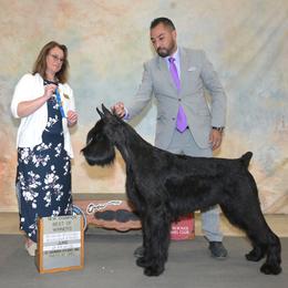 Giant Schnauzer and Miniature Schnauzer All Grown Up from Kalidor Kennels