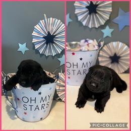 Dark Pink K von Charry - Black female German Shepherd puppy in Midway, Kentucky from Von Charry German Shepherd’s