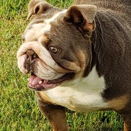 Bulldogs from Stonebluff Bullies