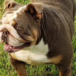 Bulldogs from Stonebluff Bullies