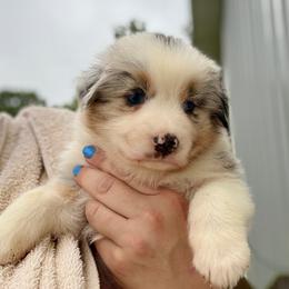 Wilma - Blue merle female Australian Shepherd puppy in Ashland, Ohio from SS Australian Shepherds