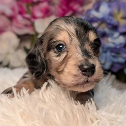 Oreo - Dapple male Dachshund puppy in Unadilla, Georgia from Hamsley's Puppy Palace