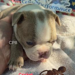 Cricket - Lilac male Boston Terrier puppy in Griffin, Georgia from Celtic Performance Bostons
