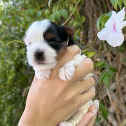 Jasmine - Black tan and white female Biewer Terrier puppy in Temecula, California from Biewer & Maltese Puppies
