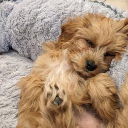 Cavapoo Puppies from PuppybuddyUSA