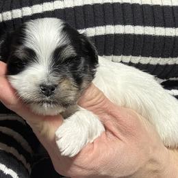 Boy 3 - Black and tan male Havanese puppy in Congerville, Illinois from Happy Go Lucky Havanese