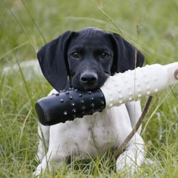 German Shorthaired Pointer and Labrador Retriever Puppies from LL Gun Dogs, LLC
