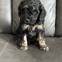 Boy 1 - Poodle puppy from Cache Valley Poodles