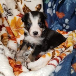 Swivel - female Border Collie puppy in Albuquerque, New Mexico from Noko's dogs