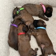 Sheepadoodle and Whoodle Puppies from Aisling Pups