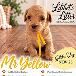 Mr Yellow - Buff and white male Cockapoo puppy in Tampa, Florida from Mary Puppins