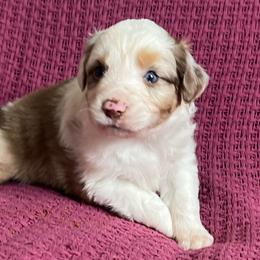 Red Merle Male - Red merle male Miniature Australian Shepherd puppy in Taunton, Massachusetts from Checkered Flag Champions Mini Aussies