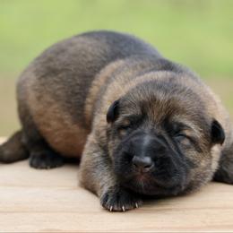 Orex - Sable male German Shepherd puppy in Cumming, Georgia from Cainedelup