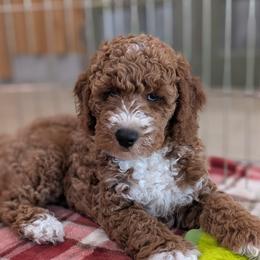 Paul - Red  male Poodle puppy in Rockvale, Tennessee from Robin's Nest Farm
