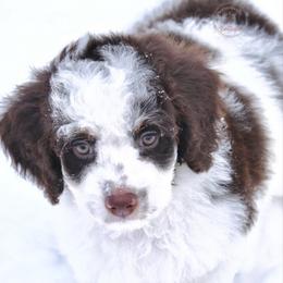 Yellow boy - Brown and white male Bernedoodle puppy in Waukesha, Wisconsin from Bernedoodle Boutique (and Cavapoos)