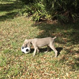 Weimaraner Puppies from Waggin' Weims