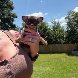 Invincible - Chocolate and tan male Chihuahua puppy in Anderson, South Carolina from Lil Treasures Chihuahuas
