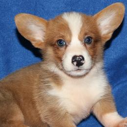 PP Male 1 - Blue male Pembroke Welsh Corgi puppy in Texas from Wild West Corgis of Texas