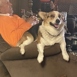 Skunk - Pembroke Welsh Corgi