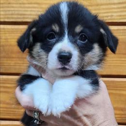 Shirley boy 3 - Black and white male American Corgi puppy in Hampton, Tennessee from TC Farms Stock Dogs - Miniature Australian Shepherds