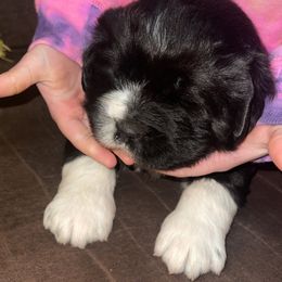 Newfoundland and Shih Tzu Puppies from Grand Meadow Newfoundlands