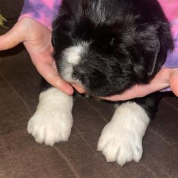 Newfoundland and Shih Tzu Puppies from Grand Meadow Newfoundlands