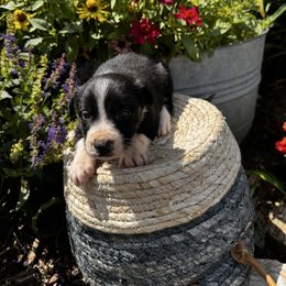 Girl 2 Black and White, White Spot on Neck - Black and white female Border Collie puppy in Minden, Iowa from Rocking N Registered Border Collies & Labradors