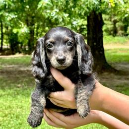 Leia AKC OFA CHIC - Brindle female Dachshund puppy in El Dorado, Arkansas from LovelylilDoxies